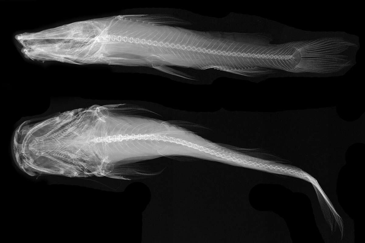 A blind catfish named Satan lurks below San Antonio