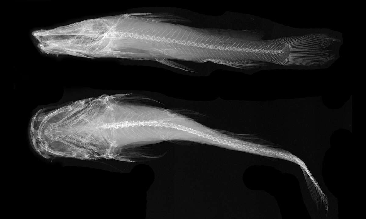 X-ray images of a preserved widemouth blindcat, or Satan eurystomus.