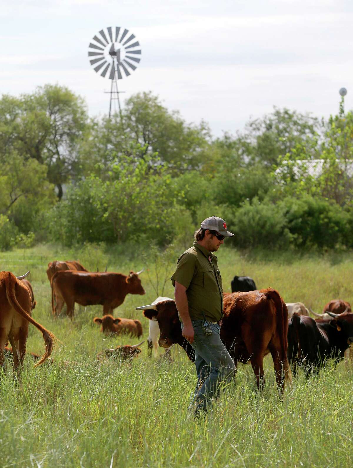Travis Krause walks past grass fed cattle at the Parker Creek Ranch near D'Hanis. The Krause family specializes in pasture raised chickens for eggs and meat, as well as grass fed beef and pasture raised turkeys.