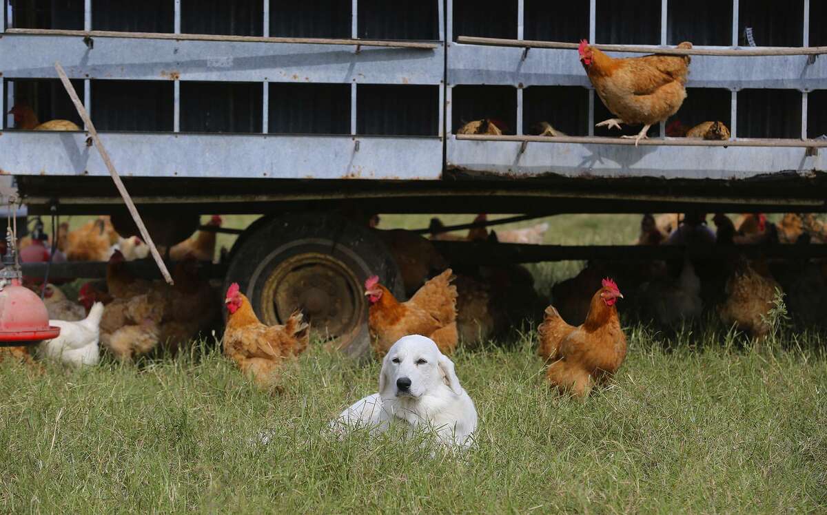 Dogs such as Percy stand guard over the chickens at Parker Creek Ranch near D'Hanis. The dogs chase away predators such as coyotes and birds of prey that would otherwise kill chickens in the open pasture lands.