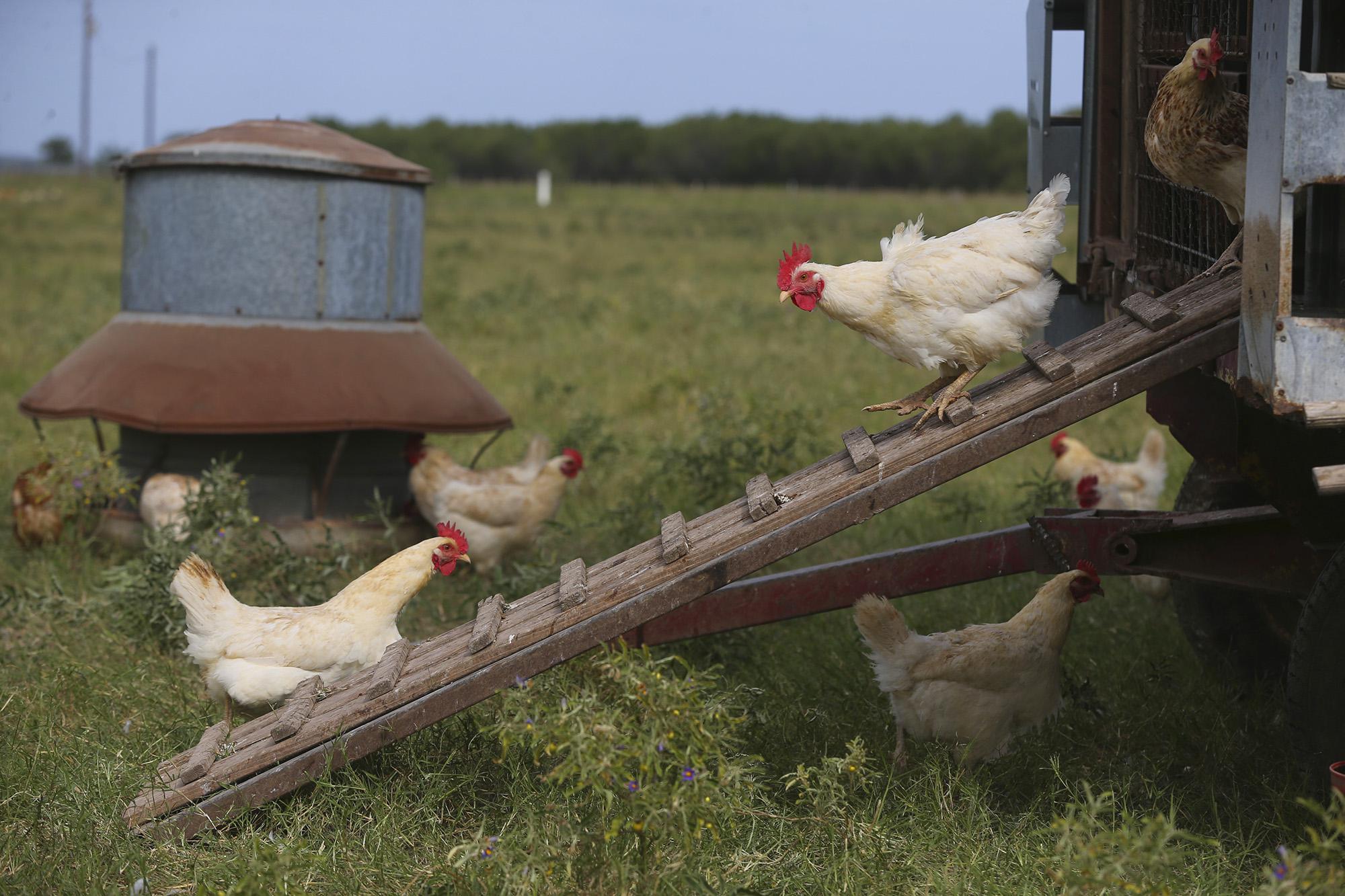 Cooking with Paul Why are chicken breasts so big now and where to find