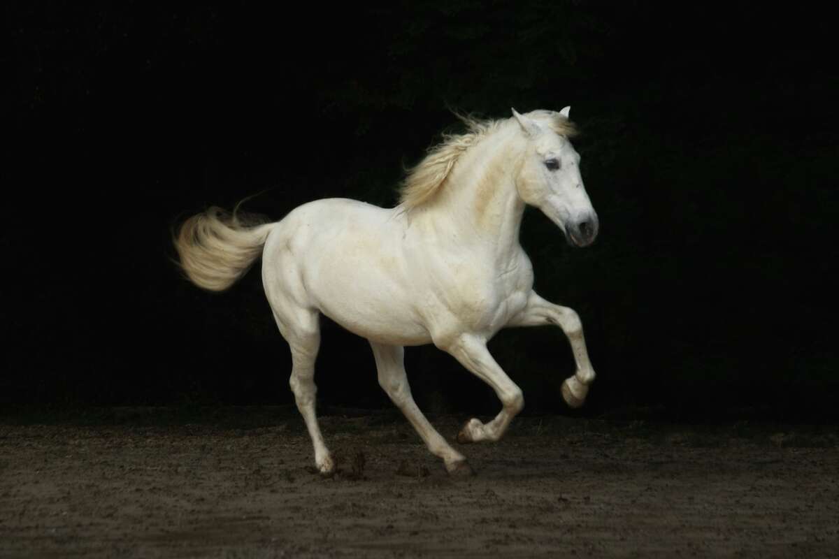 White horse песня. Имя для белой лошади. Лошадь во сне агрессивный. Увидеть во сне белую лошадь. К чему снится лошадь женщине серая.