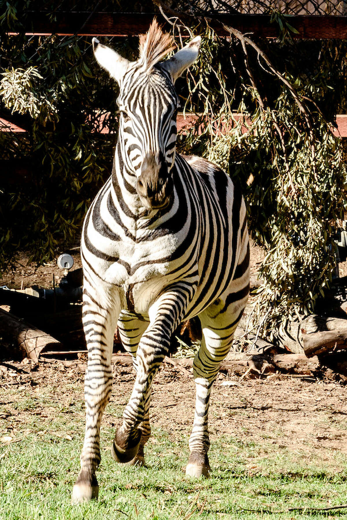 Two zebras from Safari West make debut at the Oakland Zoo now part of herd