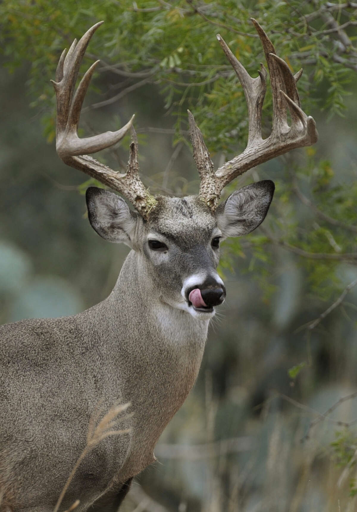A 12-year study measuring antlers of 30,000 whitetail bucks taken by hunters indicates 41/2-year-old bucks in South Texas' brush country and East Texas' Piney-woods have slightly larger antlers, on average, than 41/2-year-old bucks from other regions of the state. ﻿