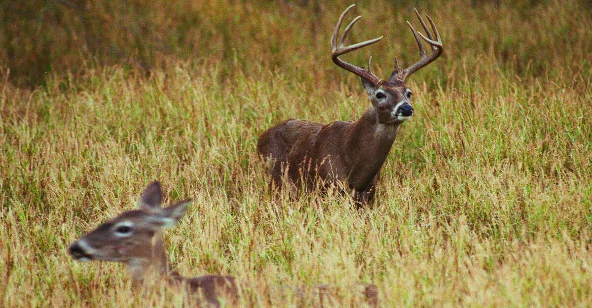 A 12-year study that measured antlers of 30,000 whitetail bucks taken by hunters indicates 4.5-year-old bucks in South Texas' brush country and East Texas' Pineywoods have larger antlers, on average, than 4.5-year-old bucksÂ  from other regions of the state. But only slightly.