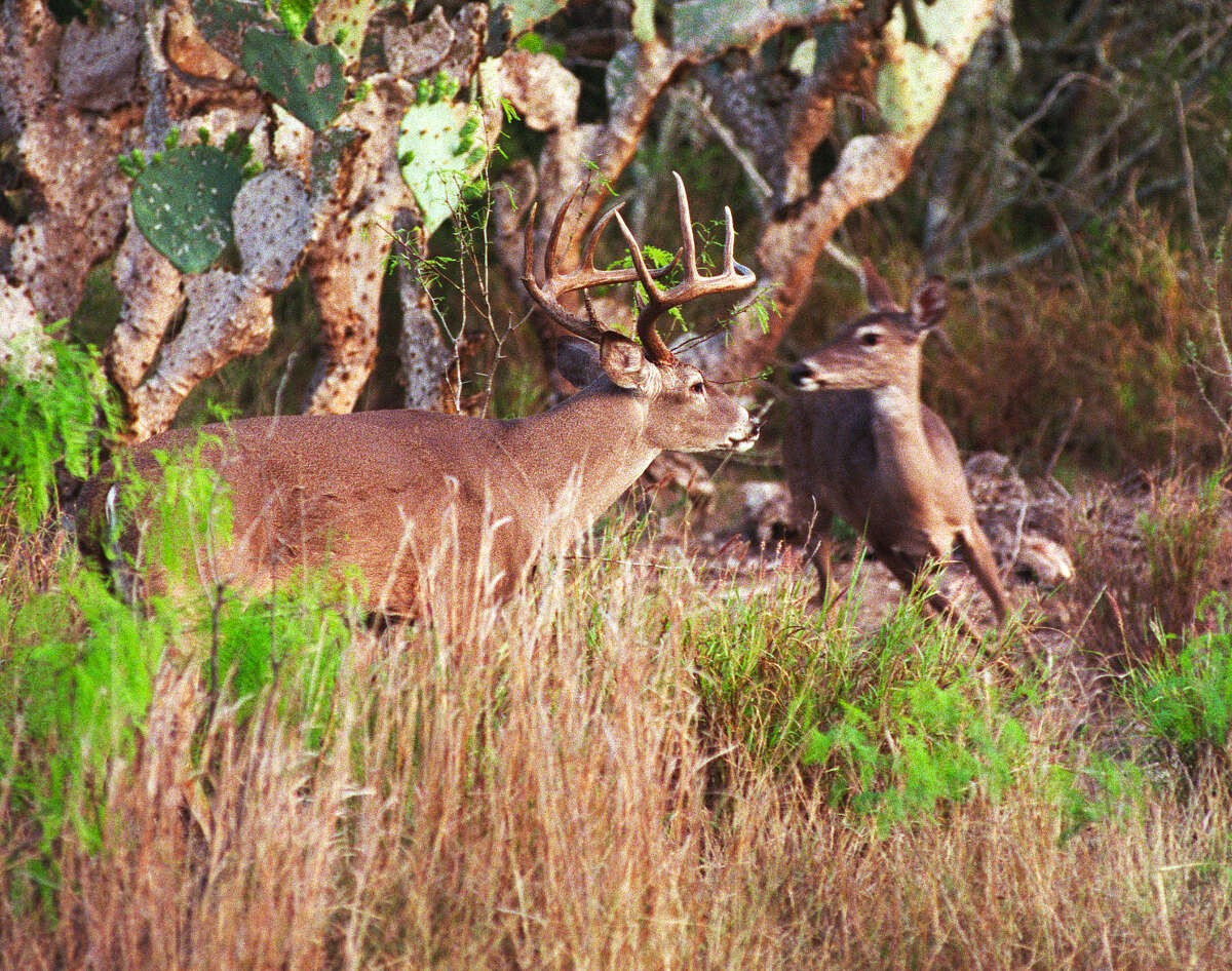 Texas' deer hunting season looks inviting