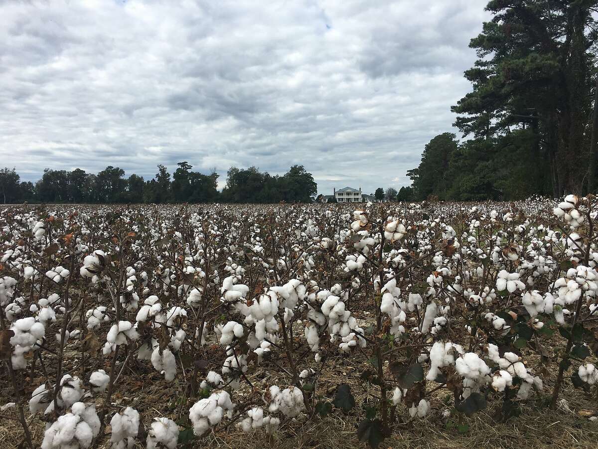 Cotton fields ready for harvest in North Carolina.