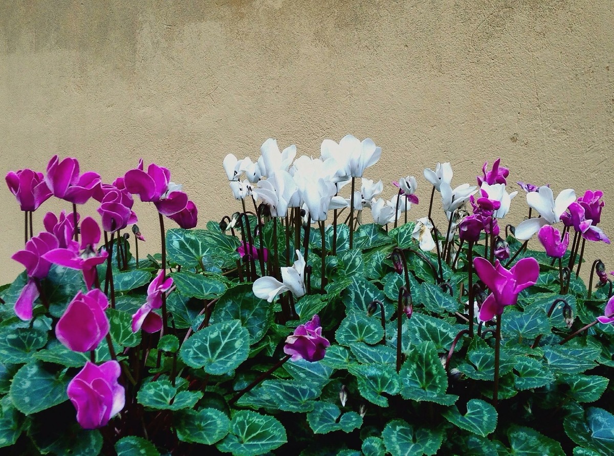 Time to plant cyclamen and pansies