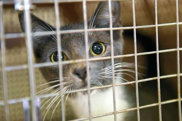 save a gato cat sanctuary