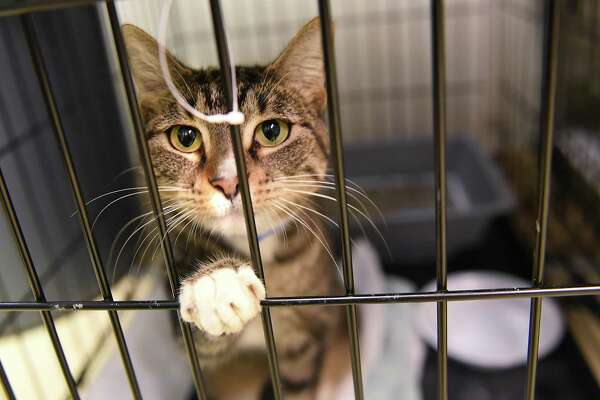 save a gato cat sanctuary