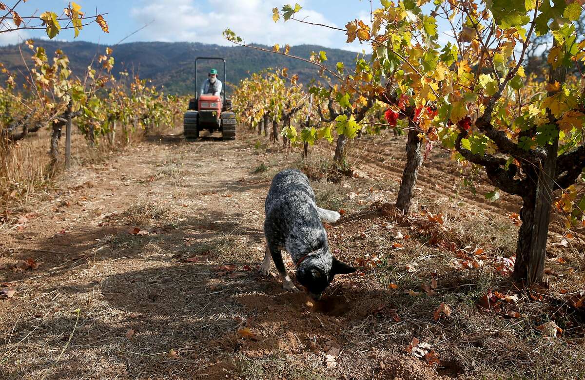 2017年11月2日星期四，威尔·巴克林在他位于加州格伦艾伦的老山农场葡萄园里工作，玛蒂尔达在挖洞。在上个月毁灭性的葡萄酒之乡大火中，巴克林只损失了一小部分葡萄树。