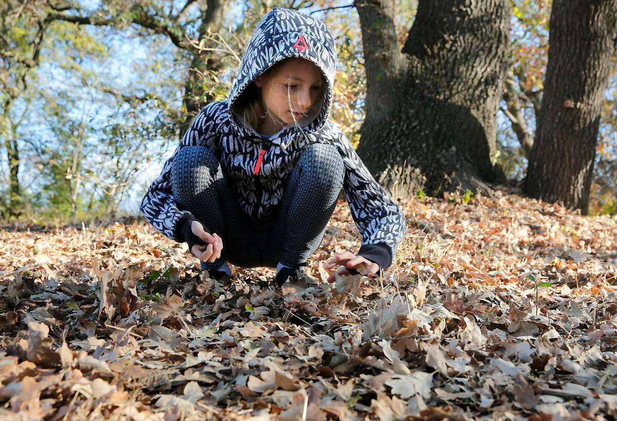 Laila Elkhoury searches through the layers of fallen leaves for acorns. Shirley Austin-Peeke took her 6th grade science class on a trek to Nathanson Creek behind Adele Harrison Middle School in Sonoma, Ca. on Thursday November 2, 2017, to collect acorns and learn about the affect the Sonoma wildfires had on oak trees. The California Native Plant Society put out a call to the public to collect acorns to supply a reforestation of oak trees destroyed by the massive Napa and Sonoma wildfires .