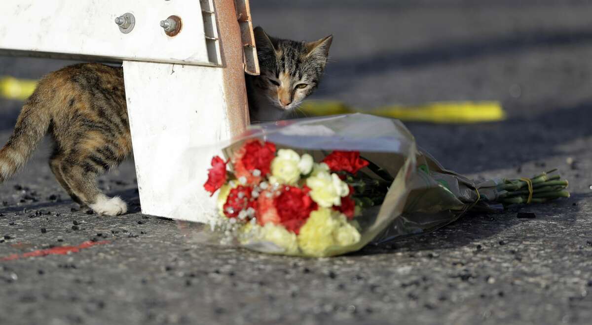 A cat walks past a bouquet of flowers at the base of a roadblock where law enforcement officials work at the scene of a shooting at the First Baptist Church of Sutherland Springs, Monday, Nov. 6, 2017, in Sutherland Springs, Texas. A man opened fire inside the church in the small South Texas community on Sunday, killing more than 20 and wounding otherds. (AP Photo/Eric Gay)