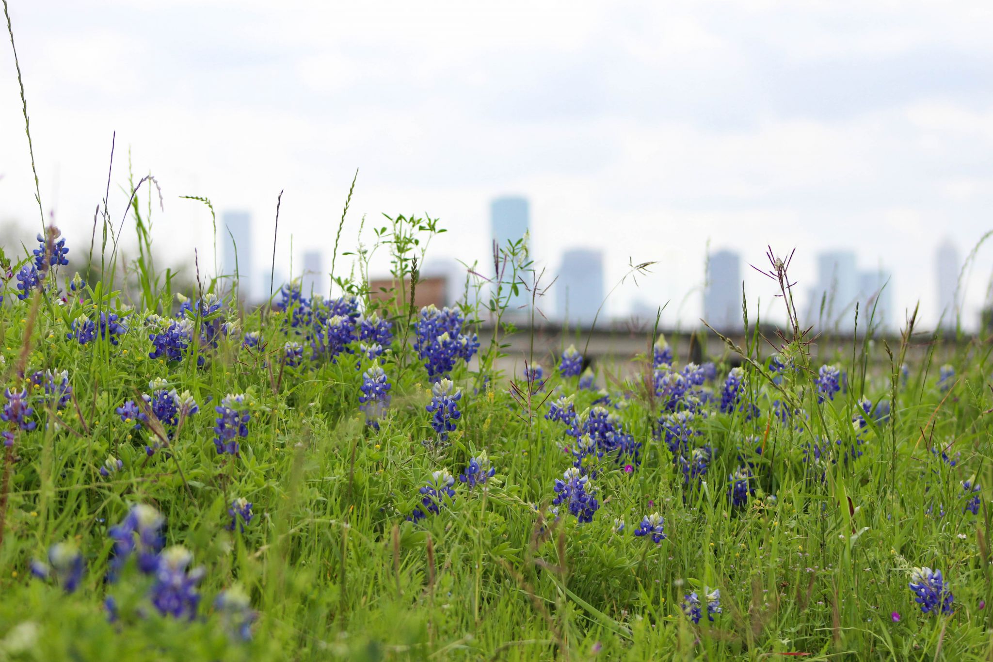 What wildflowers do for our cities