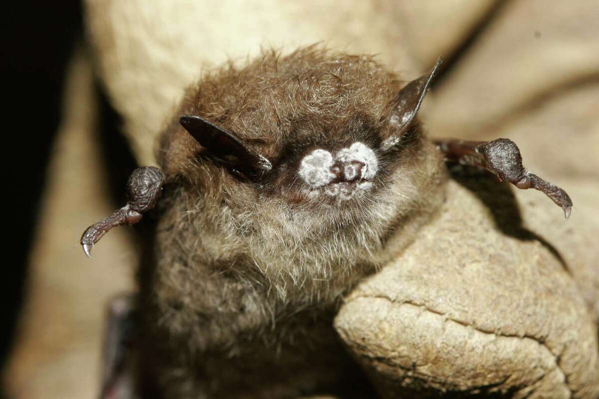This 2008 photo shows a little brown bat suffering from white-nose syndrome, with the signature frosting of fungus on its nose.