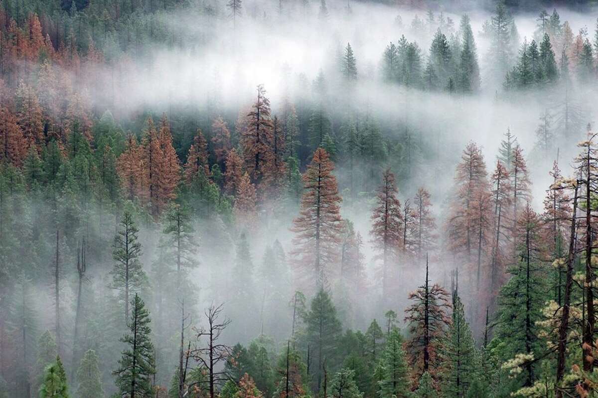 2.4 million trees are dead in Yosemite National Park