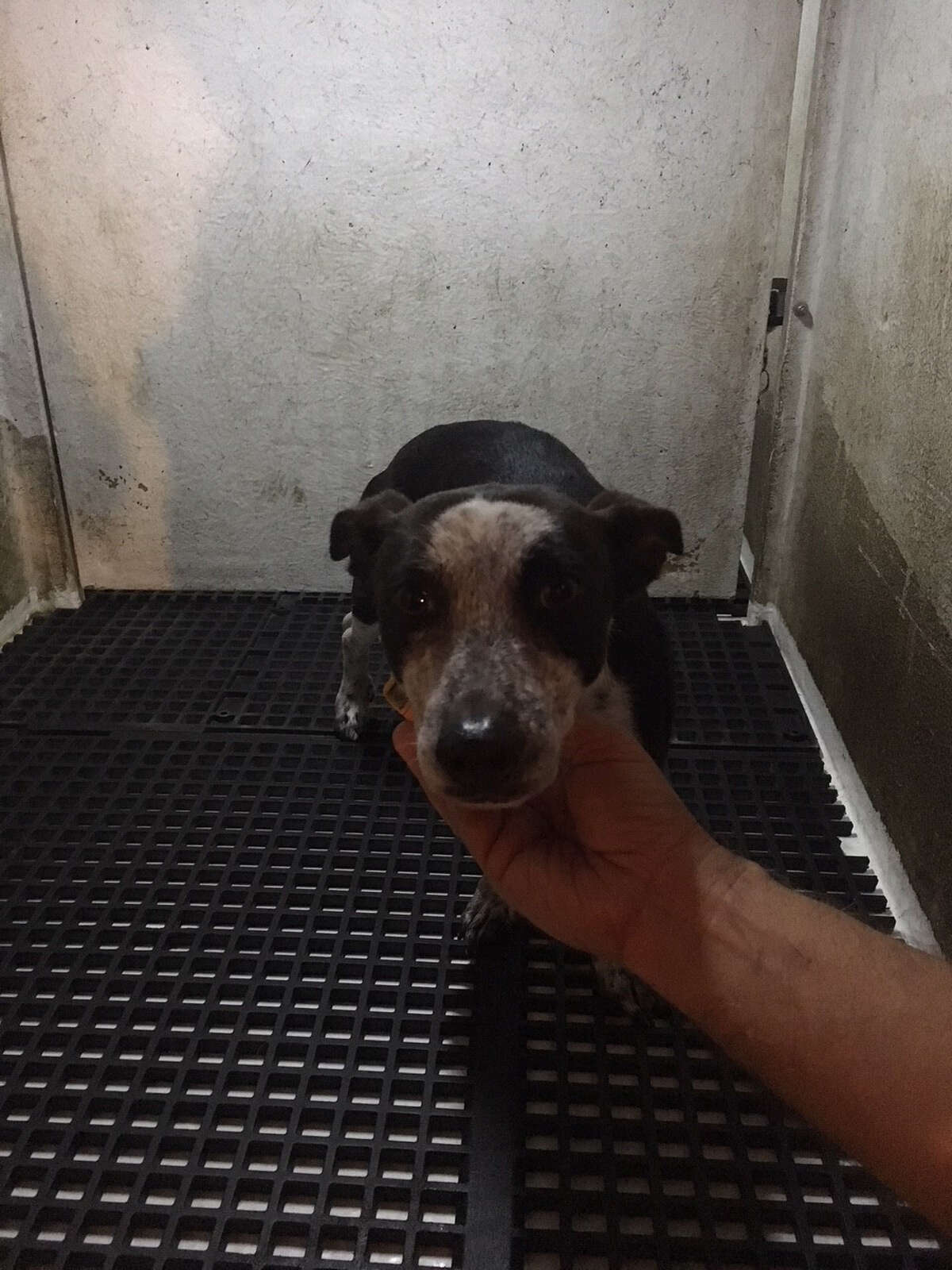 The Inland Valley Humane Society is caring for this dog after a man allegedly poured boiling hot water on the animal at least five times. 