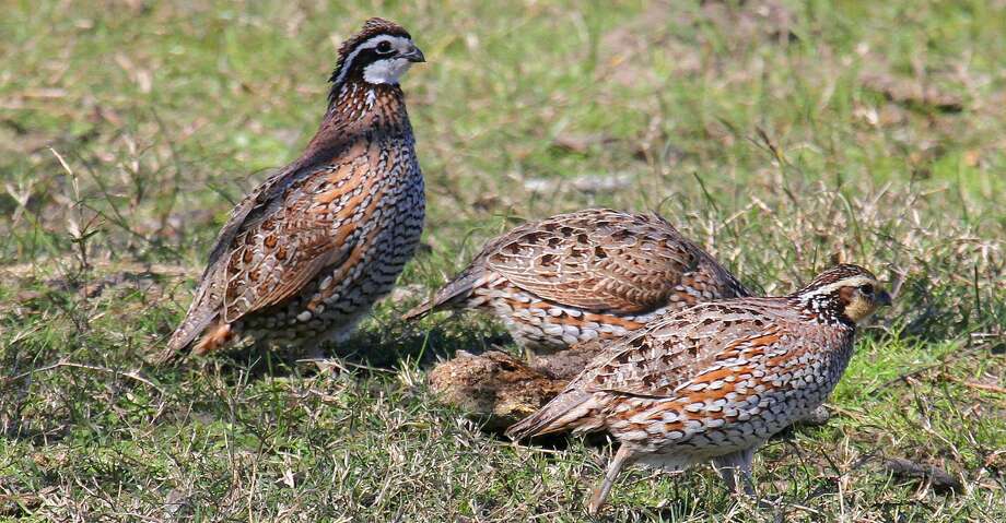 bevy of quail