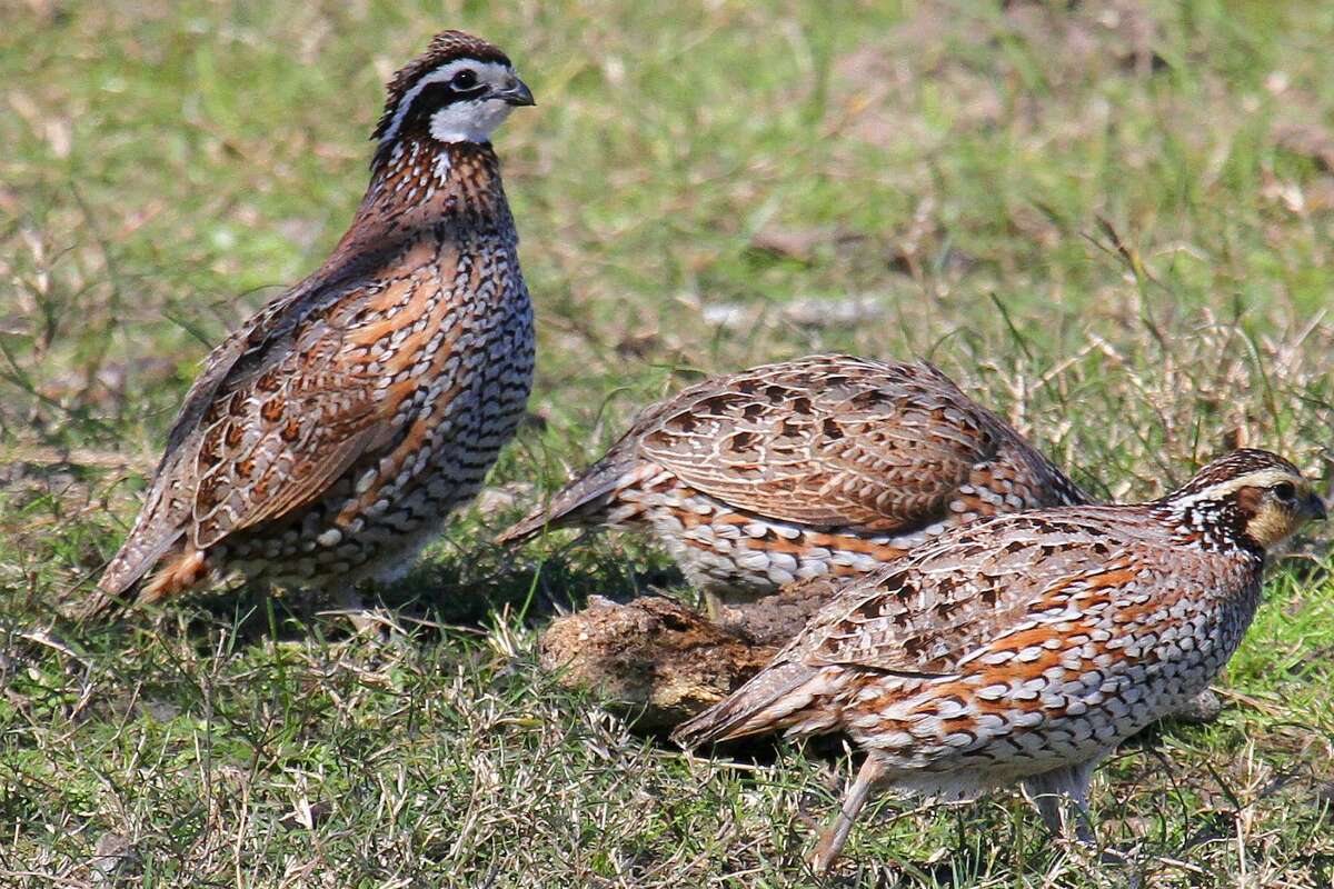 Quail season may be more bust than boom