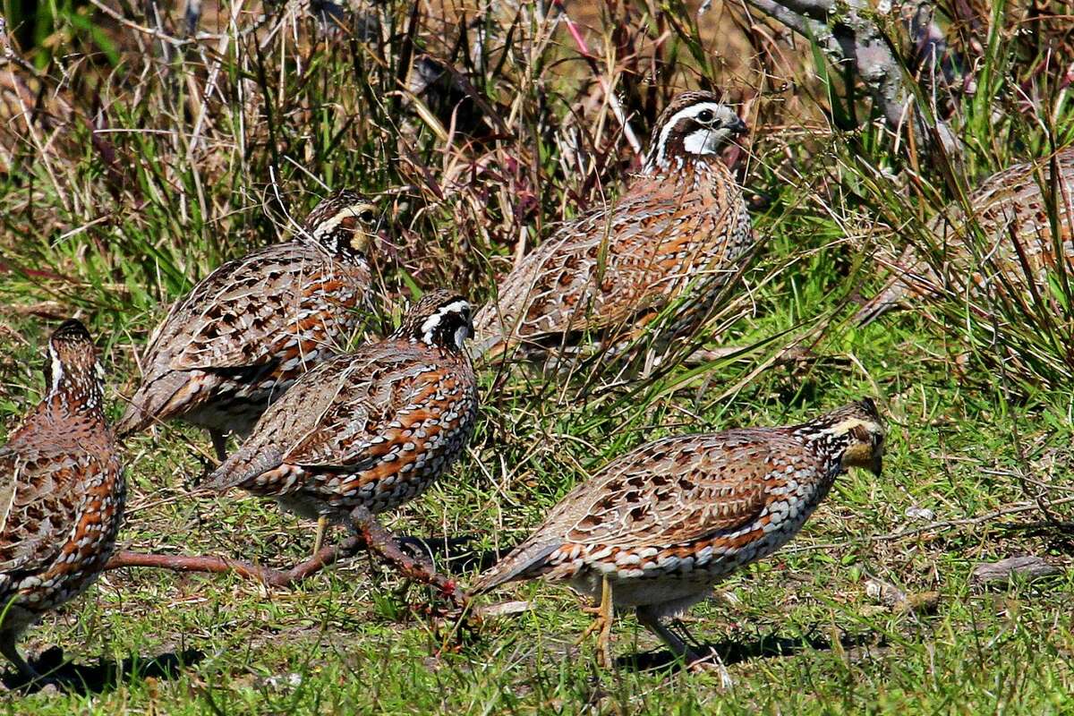 Quail season may be more bust than boom