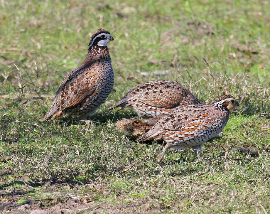 Quail season may be more bust than boom San Antonio ExpressNews