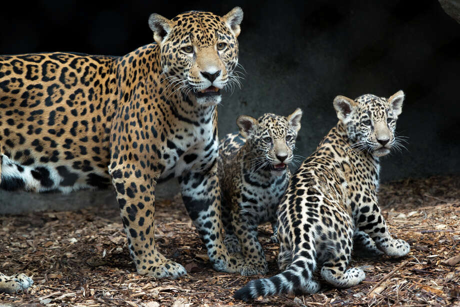 Houston Zoo Showing Off Adorable Jaguar Cubs Houston Chronicle - the houston zoo s four month old jaguar cubs fitz and emma made