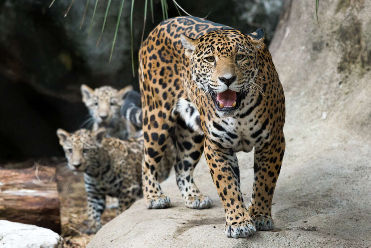 Houston Zoo showing off adorable jaguar cubs