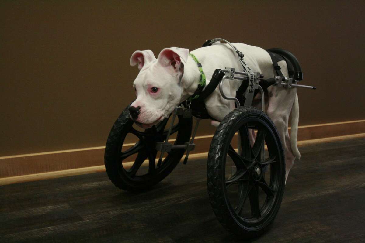Nubby the dog cheap