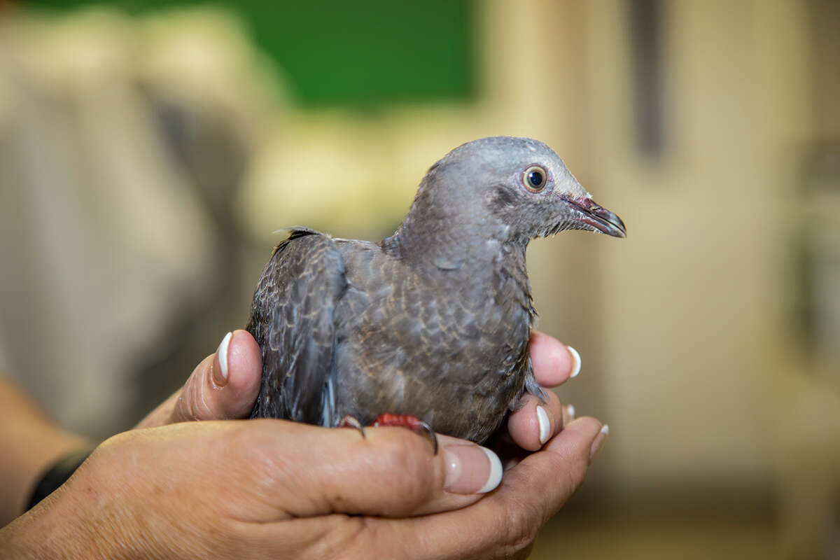Sharon Schmalz, executive director of the Wildlife Center of Texas, holds a white-crowned pigeon that was found in Galveston. The bird normally makes its home in southern﻿ Florida, the Caribbean﻿, ﻿Mexico and Central America.﻿