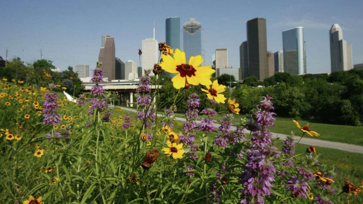 Above: The root system of the perennial Texas blazing star ﻿improves soil health. ﻿ Below: Daylilies, black-eyed Susans, Indian blankets and salvias grow wild near downtown Houston.﻿