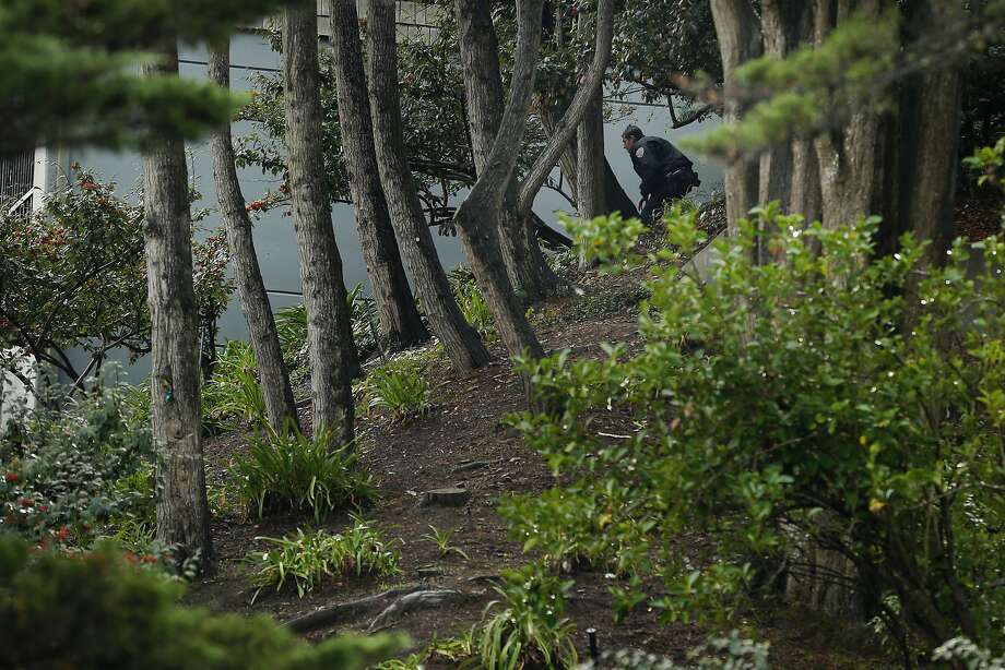 mountain lion shot with tranquilizer gun in sfs diamond heights