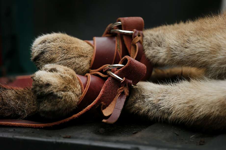 mountain lion shot with tranquilizer gun in sfs diamond heights