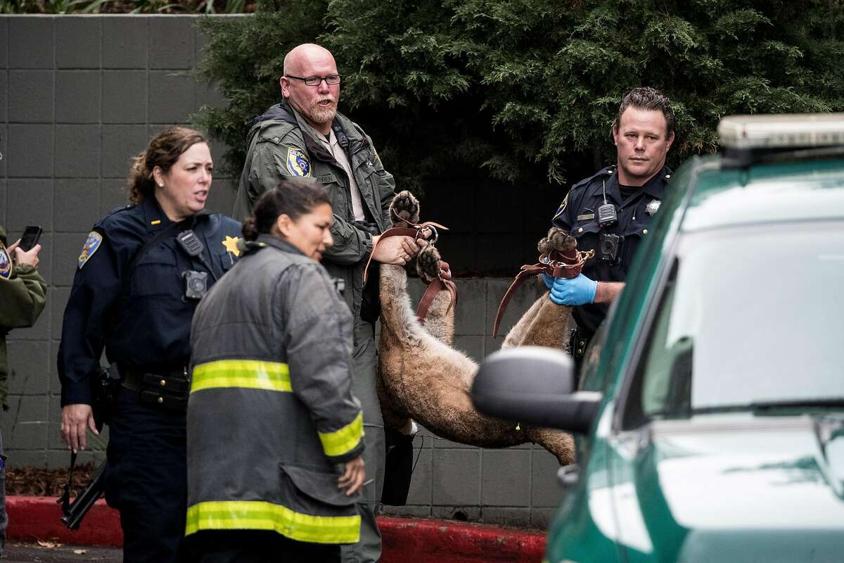 Officers with the California Department of Fish and Wildlife Game and the San Francisco Police Department carry a tranquilized mountain lion to a truck after it was spotted and captured on a hillside by an apartment complex in the Diamond Heights neighborhood in San Francisco, Calif. on Friday, Nov. 10, 2017.