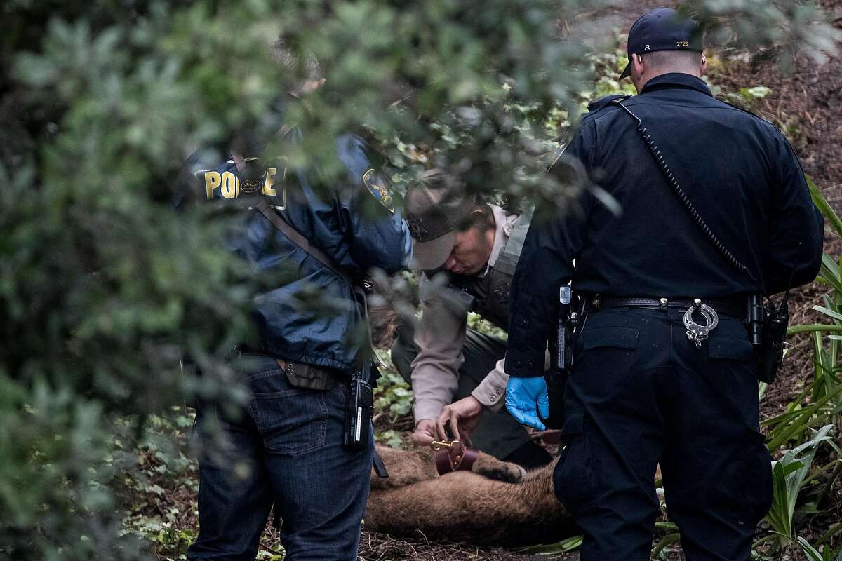 California Department of Fish and Wildlife Game Warden Lt. James Ober places a leather harness to restrain a tranquilized mountain lion on a hillside by an apartment complex in the Diamond Heights neighborhood in San Francisco, Calif. on Friday, Nov. 10, 2017.