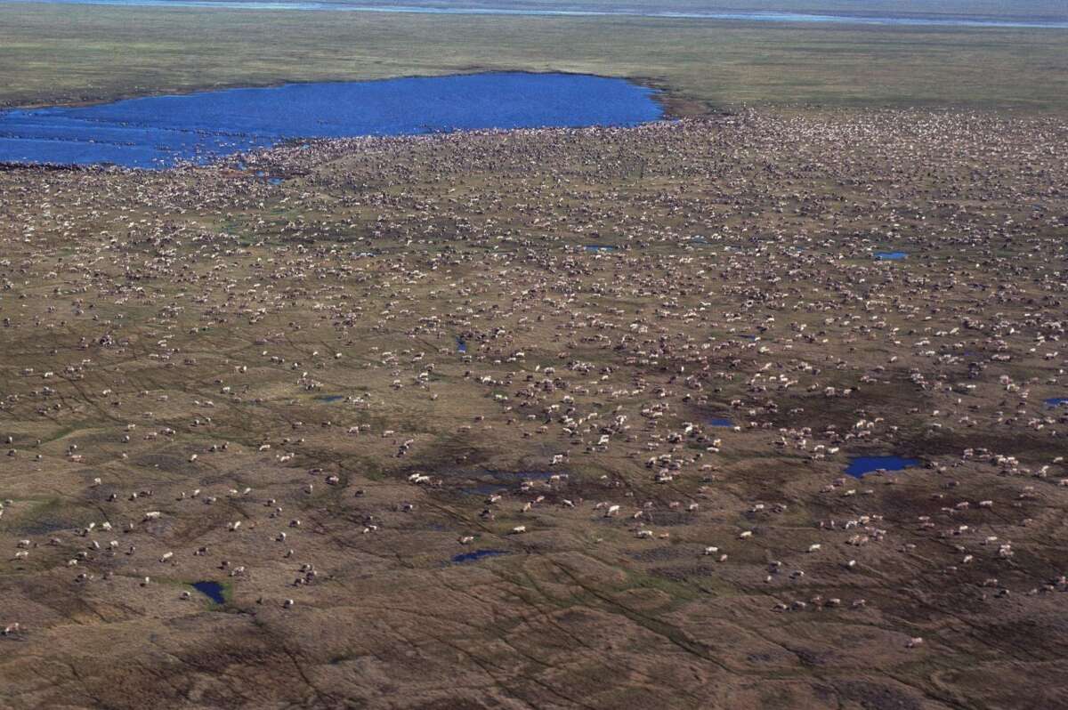 This aerial photo provided by U.S. Fish and Wildlife Service shows a herd of caribou on the Arctic National Wildlife Refuge in northeast Alaska. Alaska Sen. Lisa Murkowski says her legislation to open Alaska's Arctic National Wildlife Refuge to oil and gas drilling would generate $2 billion in royalties over the next decade _ with half the money going to her home state. (U.S. Fish and Wildlife Service via AP)