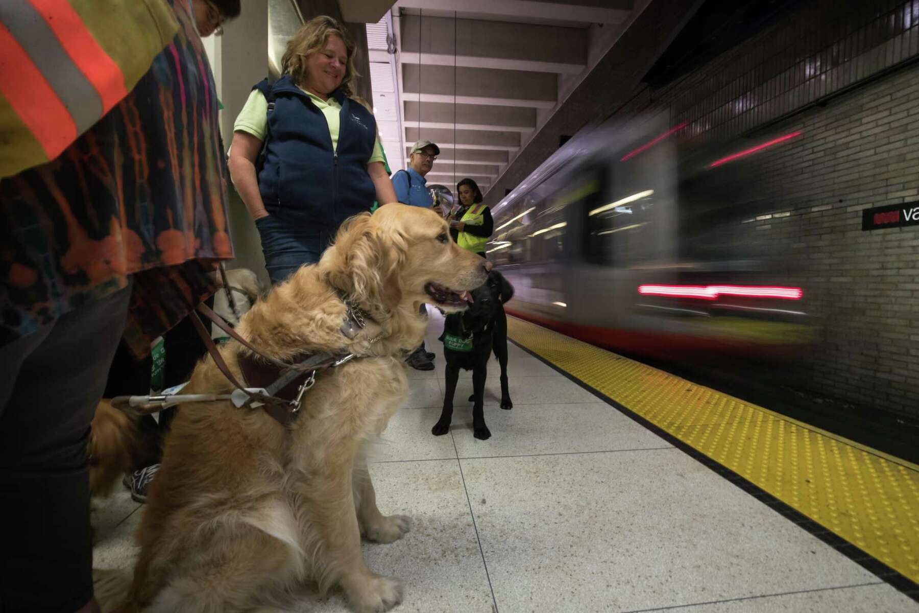 can you bring dogs on the light rail