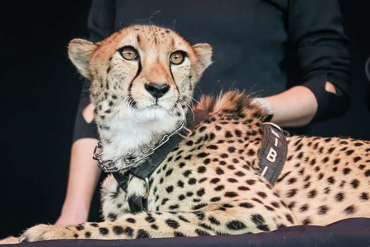 A cheetah gazes out over the crowd as part of Jack Hanna's Into the Wild Live show during the 22nd Annual Children's Festival on Saturday, Nov. 12, 2017, at the Cynthia Woods Mitchell Pavilion.