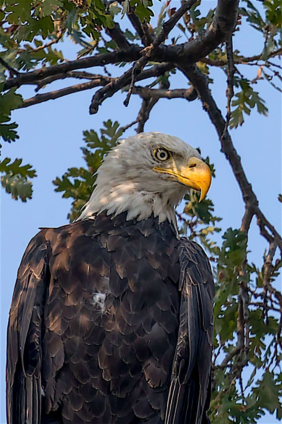 A bald eagle at perch in oak tree to survey foothills of Contra Costa County