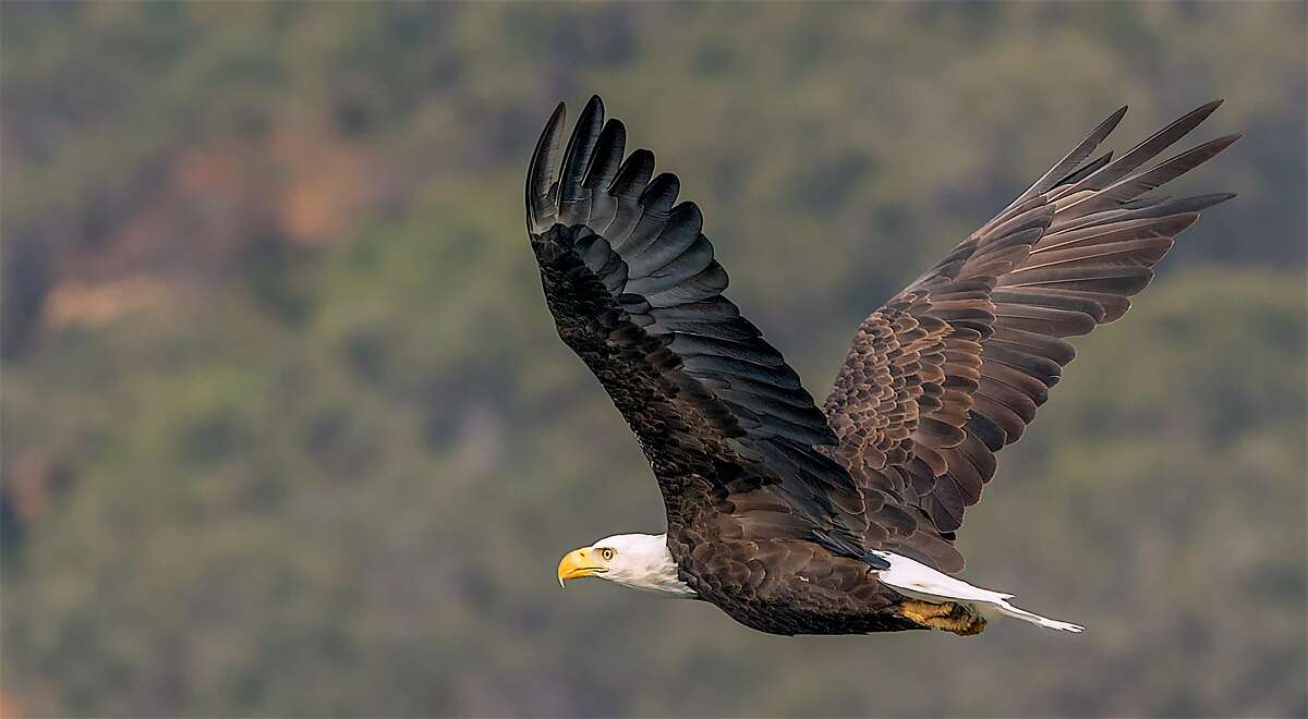 A bald eagle in flight at Los Vaqueros Reservoir in the foothills of Contra Costa County