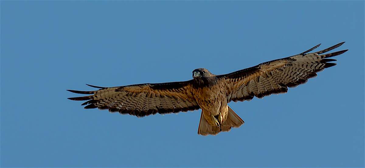 A red-tailed hawk glides across the Bay Area's foothill grasslands in search of squirrels, rabbits and other prey