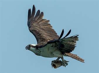 Eagles Hawks Flocking To Bay Area Lakes Foothills