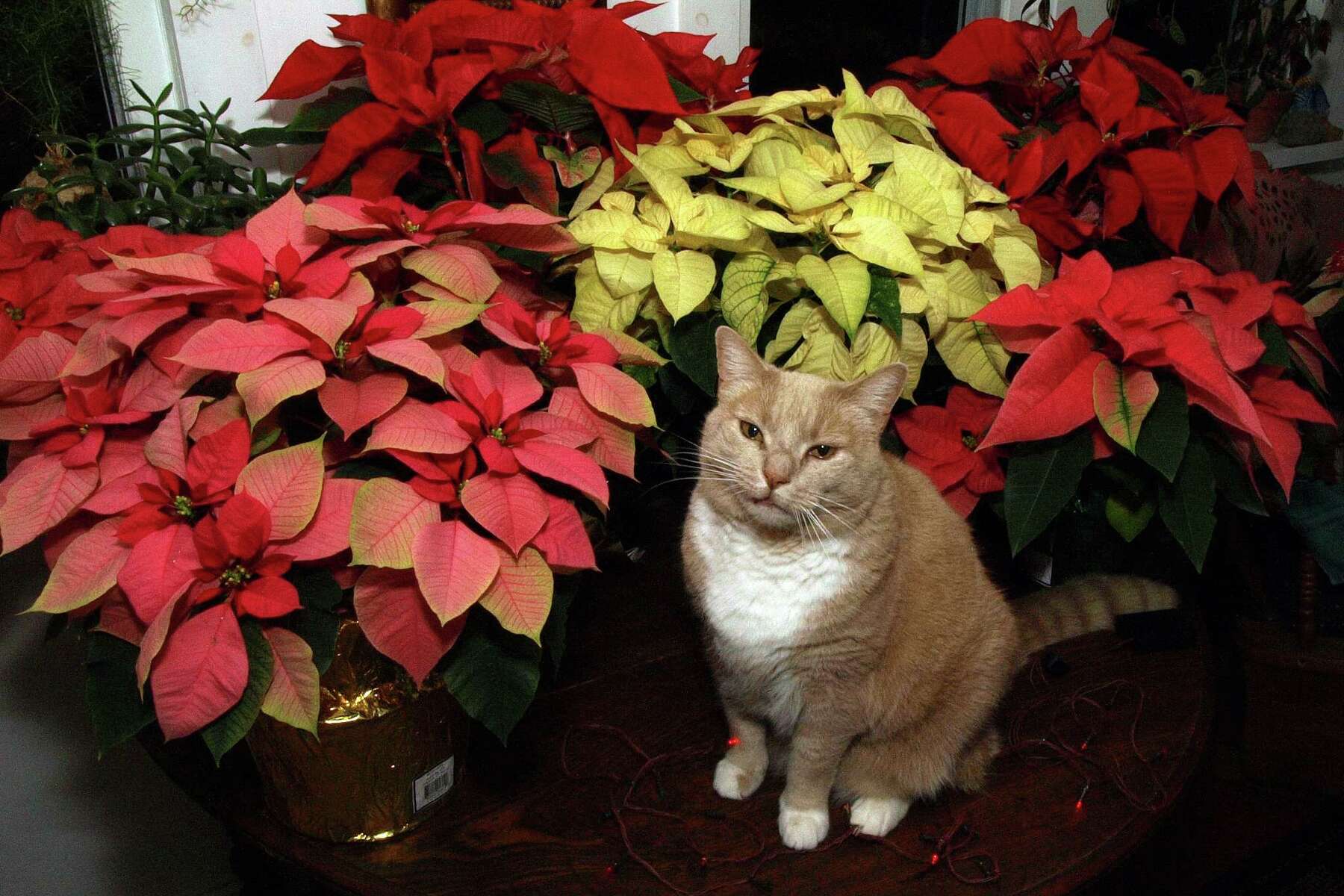 Are Poinsettias Poisonous To Cats And Dogs