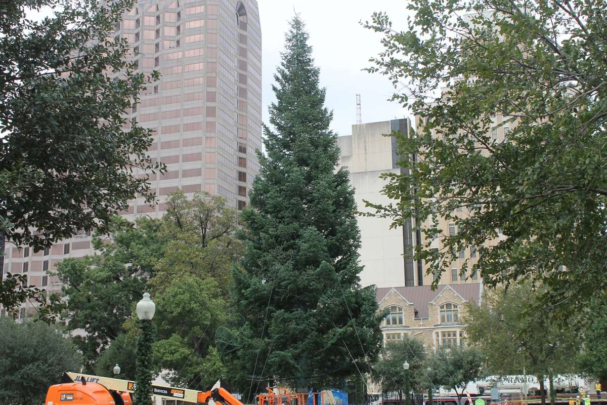 Crews put up the Christmas tree, a 55-foot White Fir, at Travis Park Tuesday, Nov. 14, 2017.