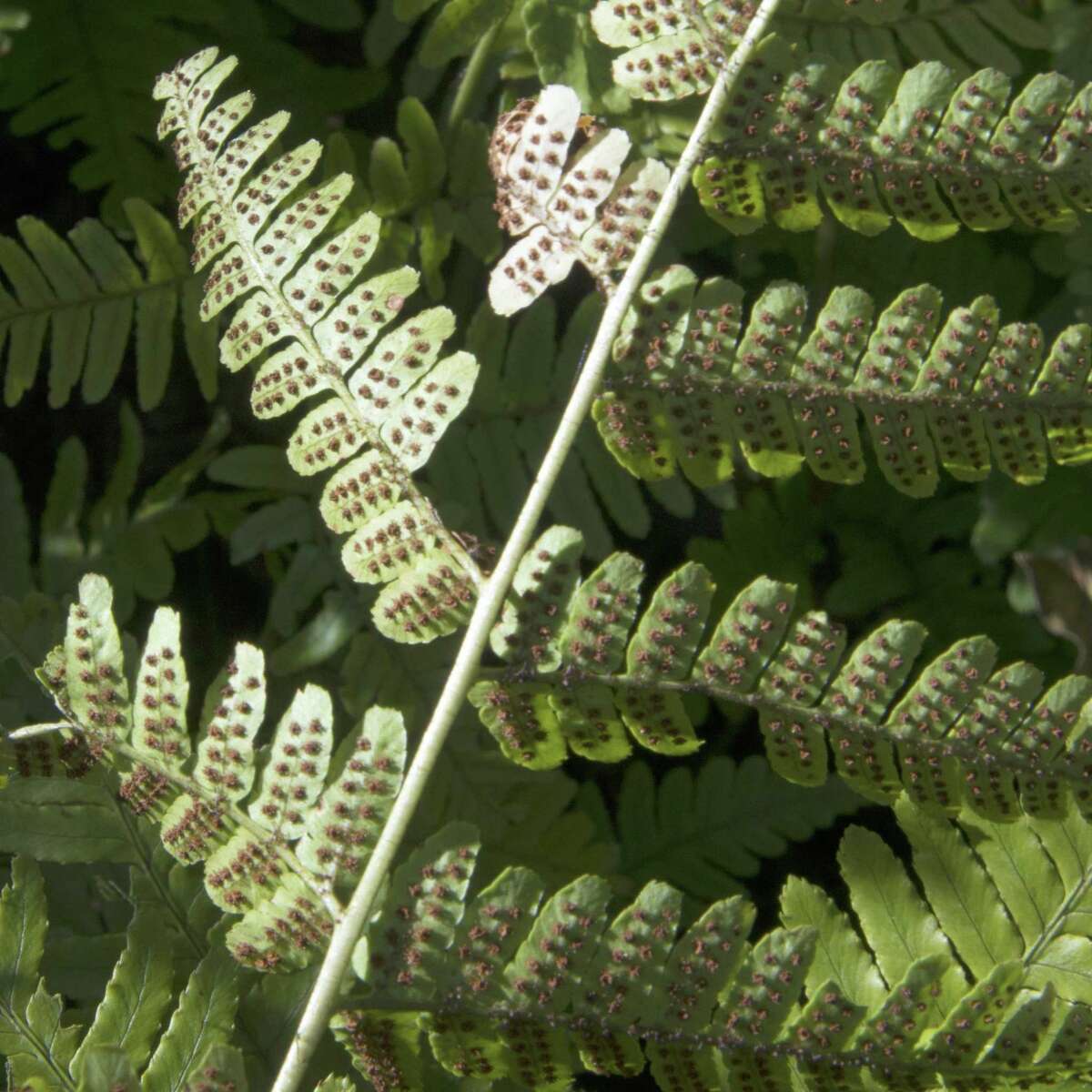 Spores on ferns are their reproductive organs, not an infection