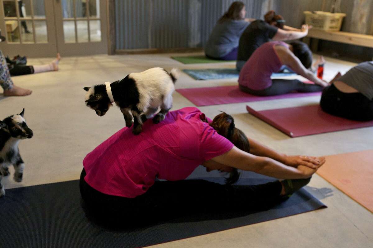 Mixing goats with yoga? Not baaad