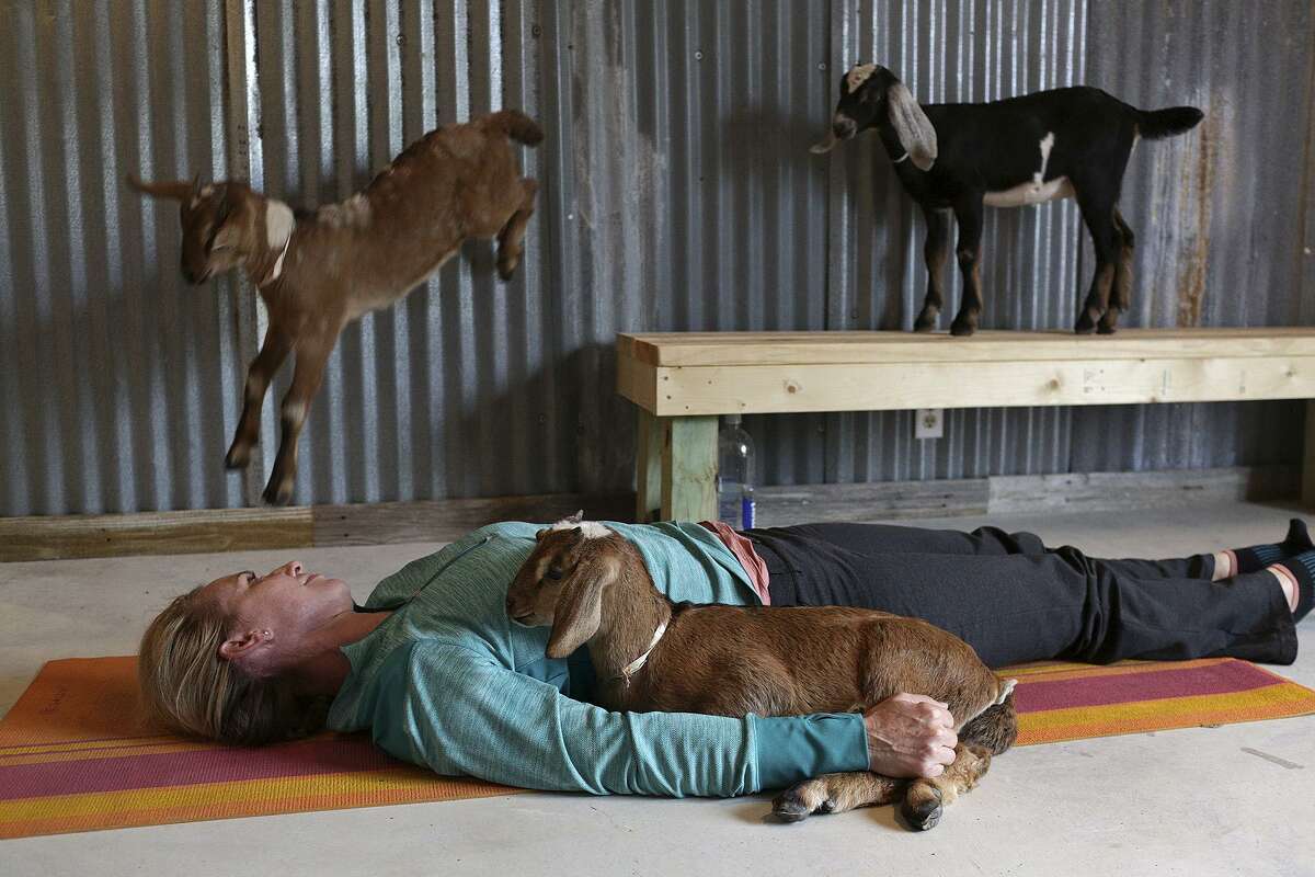 goat yoga near me goat yoga near me