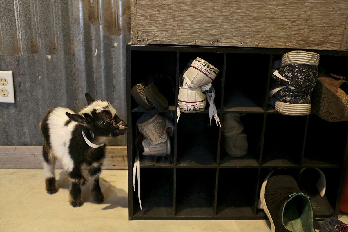 goat shoe store locations