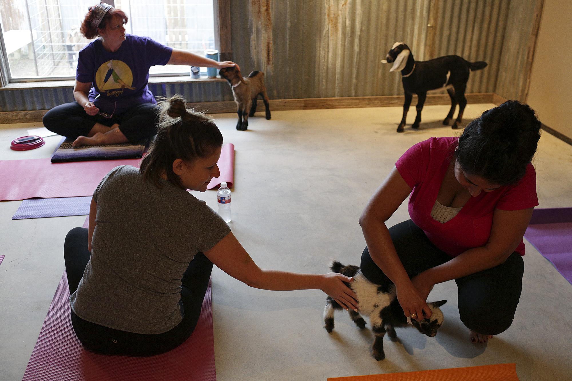 Mixing goats with yoga? Not baaad