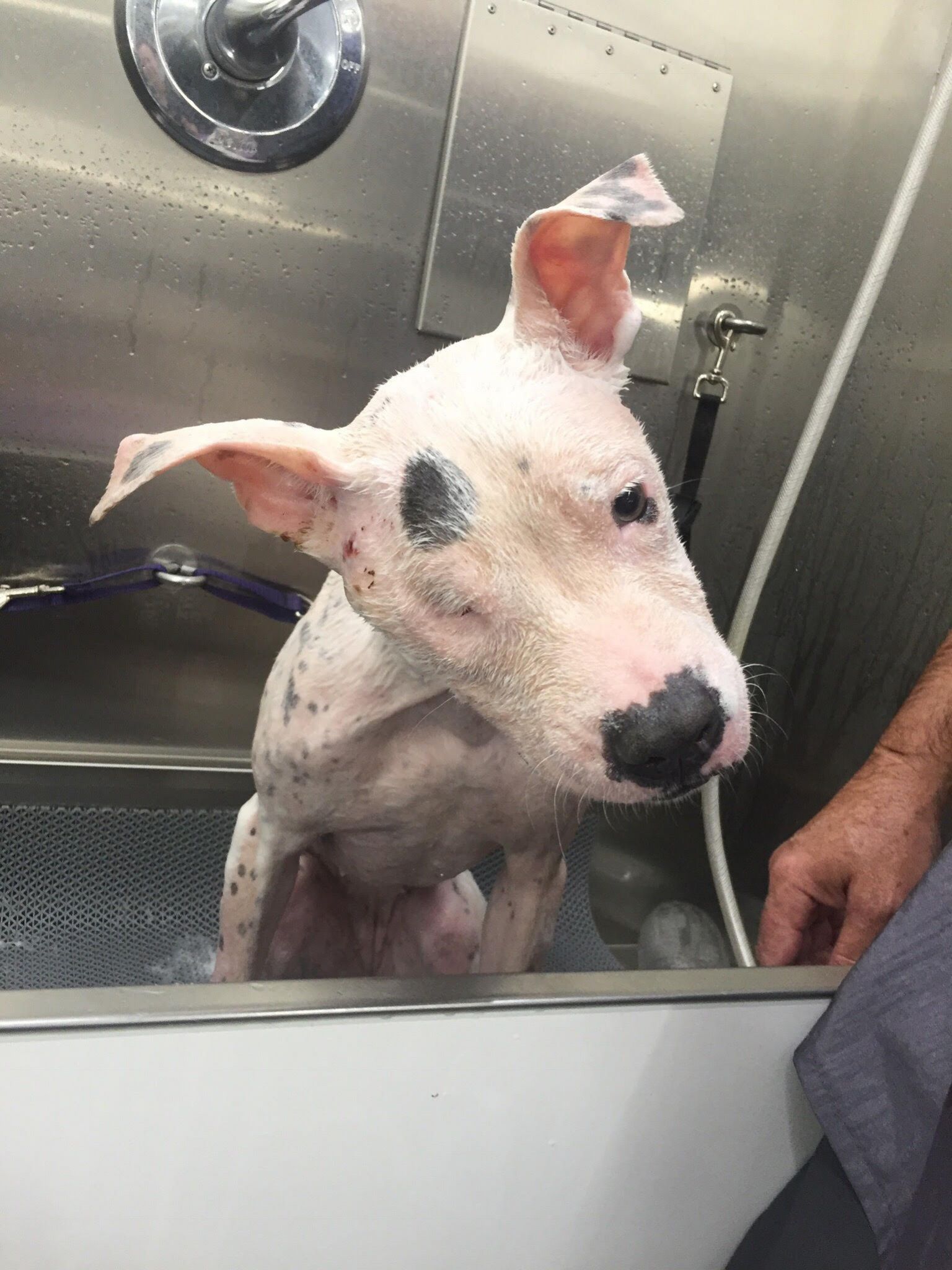 Houston dog shot in the head, survives, needs surgery to recover from