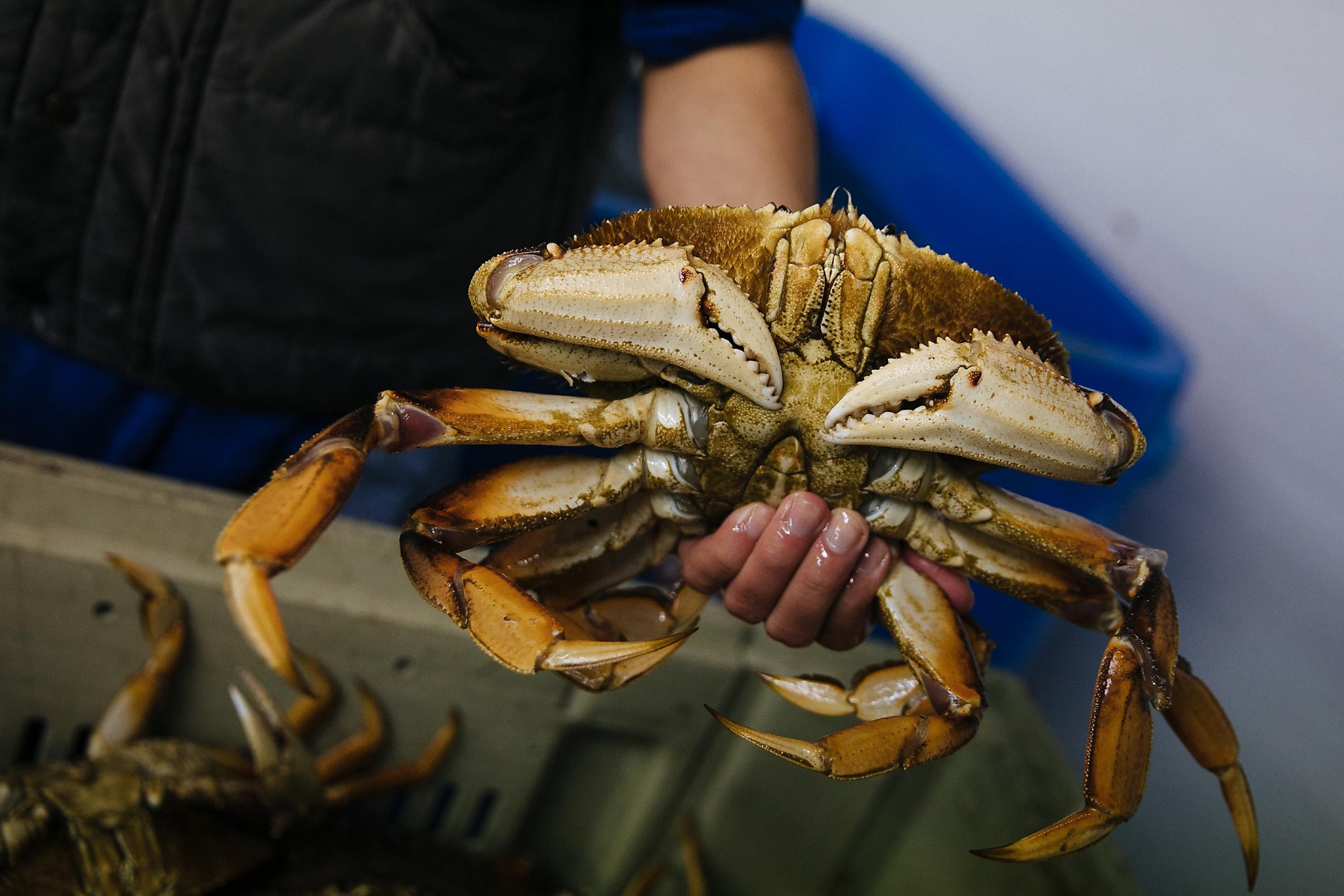 Dungeness crab season opens Saturday in the Bay Area